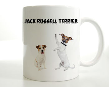 Jack russell terrier